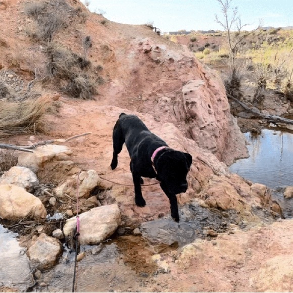 Meet your Posher, Tracie - Picture 9 of 14